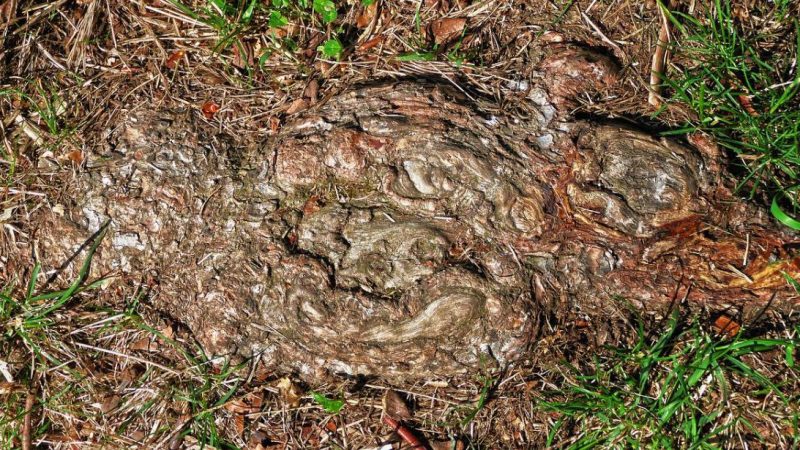 Tenere pulito il territorio con la cippatura